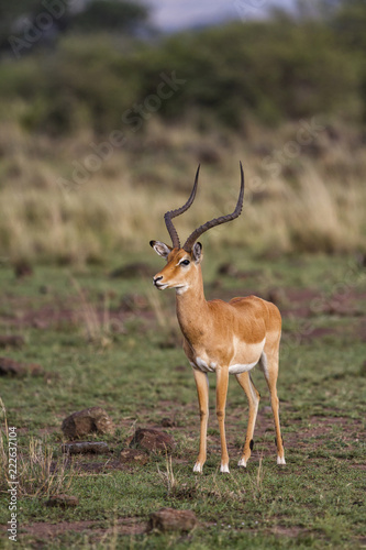 Impala male in the Masai Mara National Park in Kenya