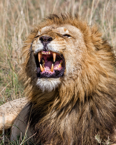 Portrait of a yawning male lion in the Masai Mara National Park in Kenya