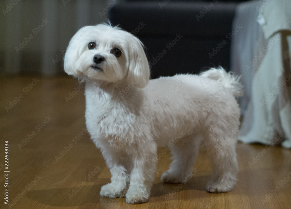 Fototapeta premium Maltese