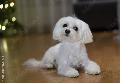 Maltese photo