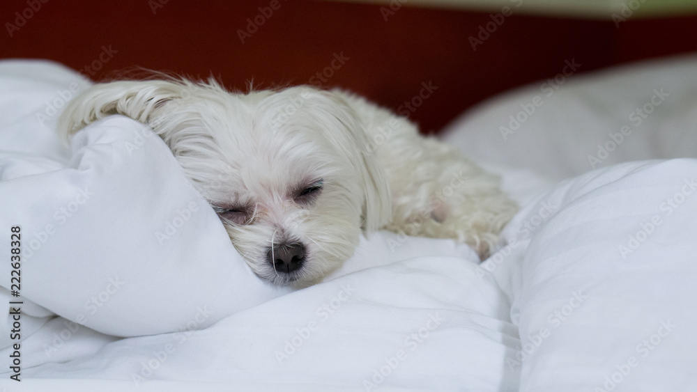 Maltese Maltese