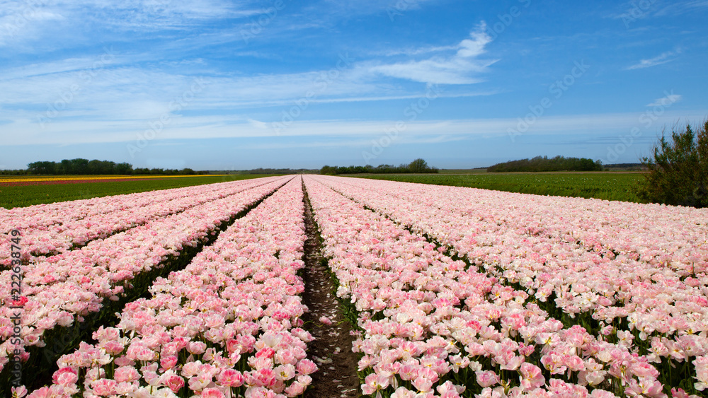 a pink tulip field pointing till the horizon with a blue sky above