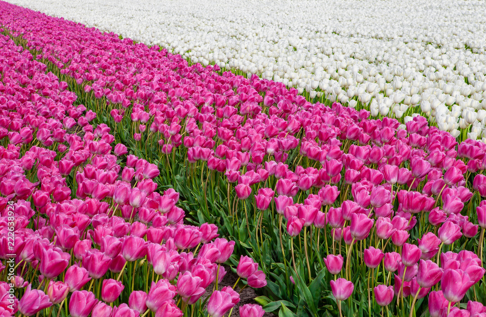 purple and white tulip fields with a strong perspective