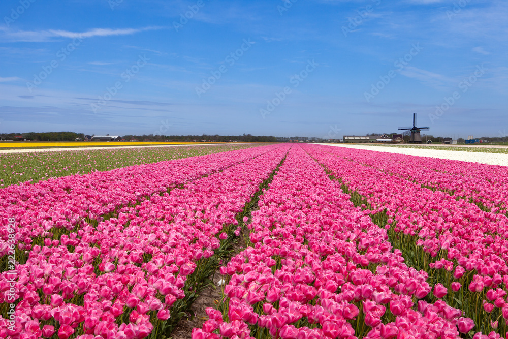 tulip fields with a windmill on the horizon