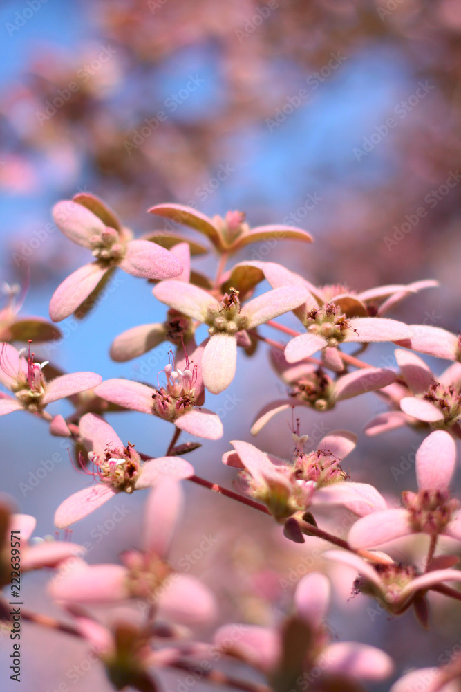 Pink flowers and buds on a tree branch selective focus on flower petal in nature background