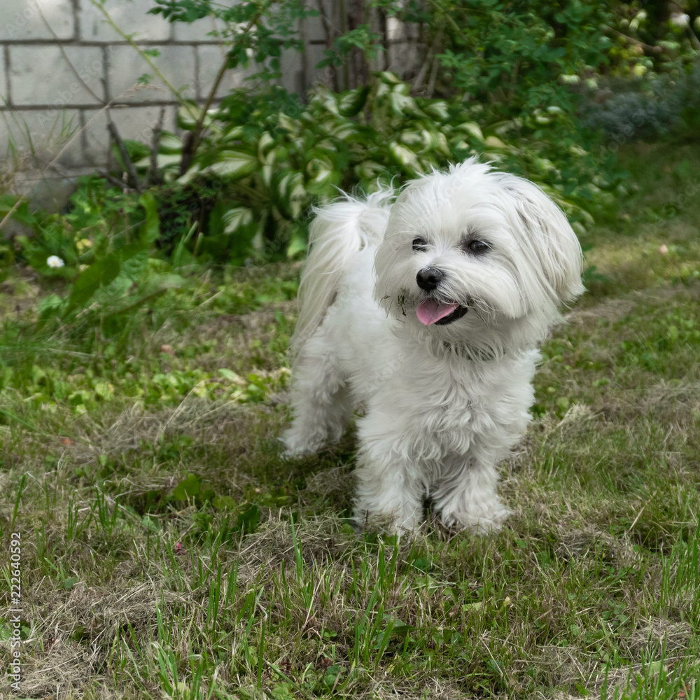 Malteser im Garten