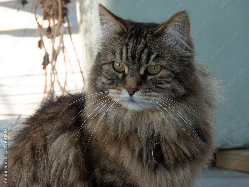 A siberian forest cat
