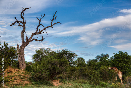 Grazing giraffe in South African landscape 