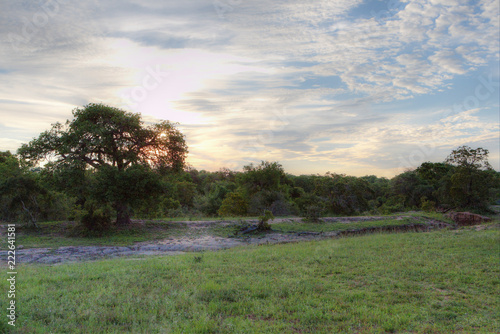 Meadow in South Africa
