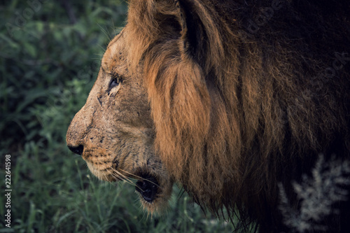 male lion