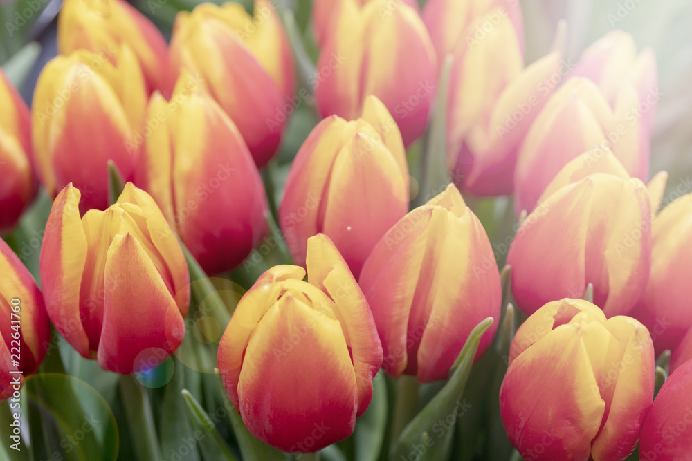 Fototapeta premium Beautiful, fresh buds of orange tulips.