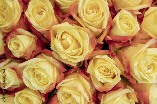 Beautiful  fresh  yellow roses.