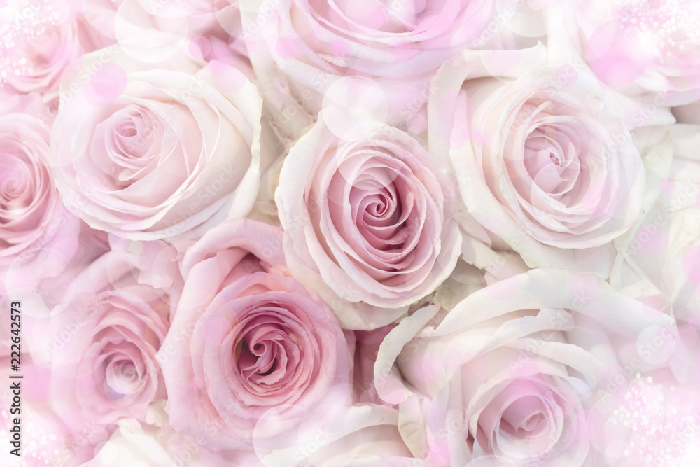 Fototapeta premium Delicate pink roses.