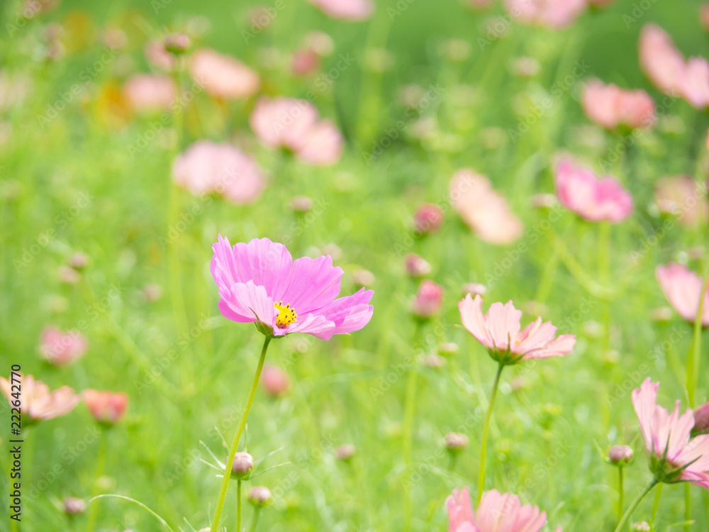 Pink Cosmos Flowers in Green Grass