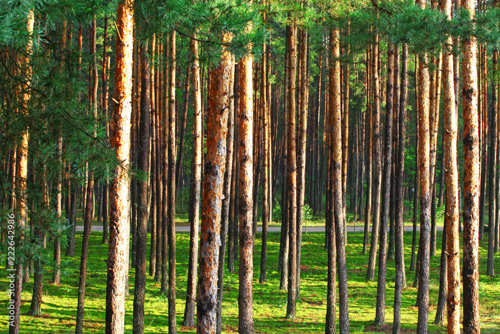 Fototapeta premium Krajobraz wiejski