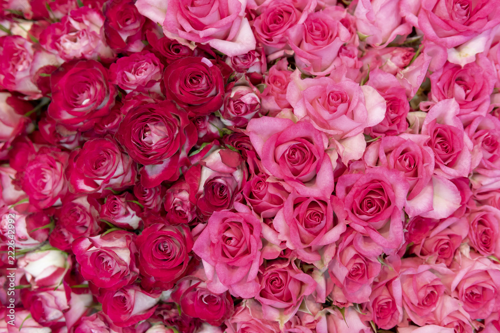 Buds of beautiful, fresh red and white roses. Buds of beautiful, fresh red and white roses.