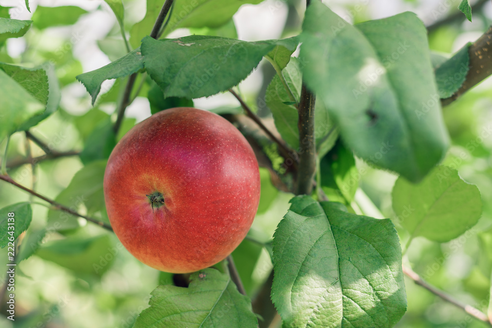 Apple fruits growing on an apple tree branch Apple fruits growing on an apple tree branch