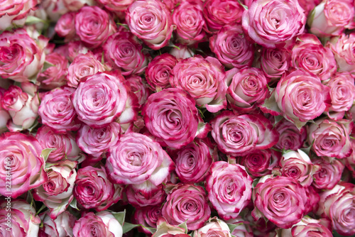 Delicate pink roses.
