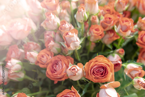 Beautiful  fresh orange roses on a background of green leaves.