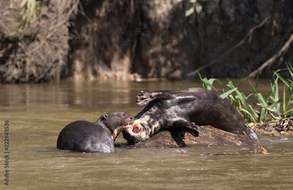 Fototapeta premium giant otter