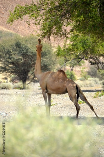 hungry camel
