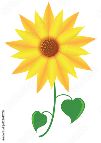 Fototapeta Naklejka Na Ścianę i Meble -  Flower Sunflower. The whole plant sunflowers or marigold. Vector format.