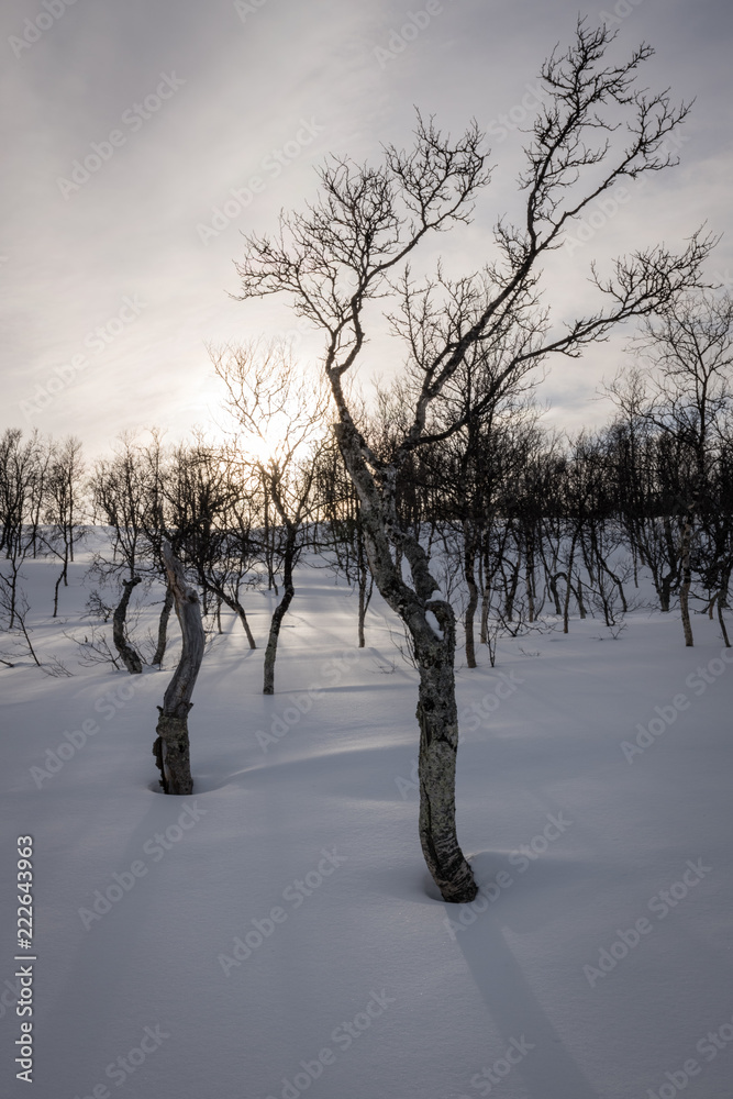 Fototapeta premium trees in winter