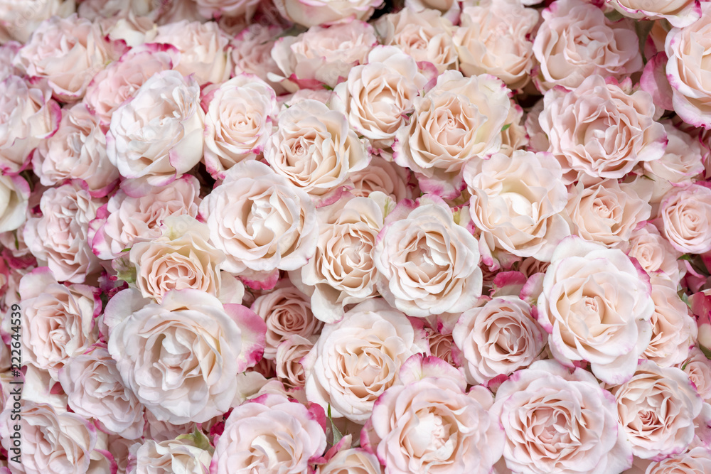 Naklejka premium Delikatne różowe róże.