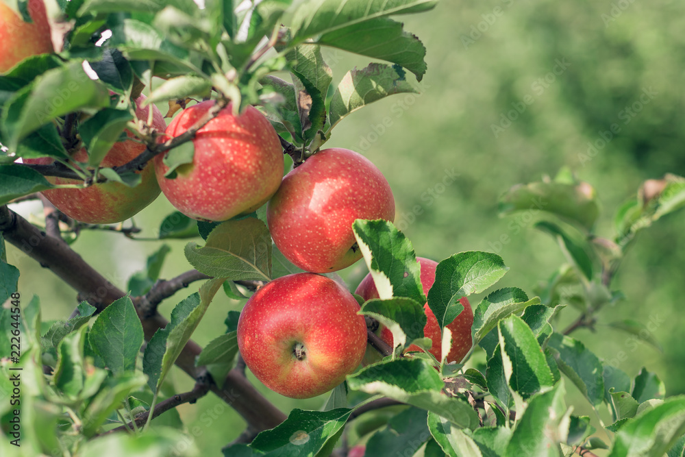 Apple fruits growing on an apple tree branch