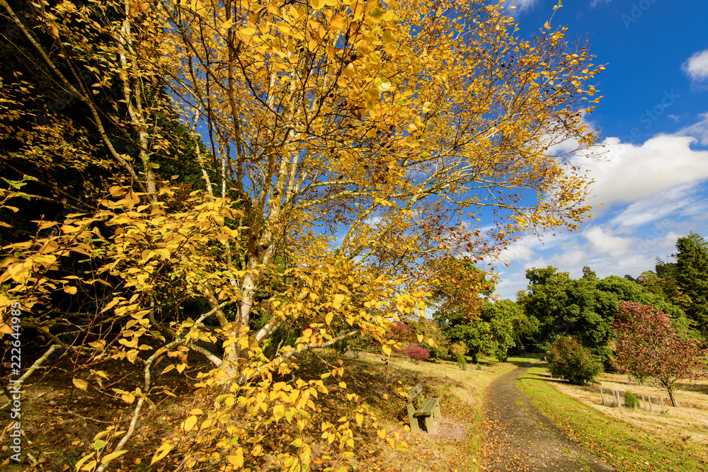 Wonderful autumn colours in a park near Tunbridge Wells in Kent, England Wonderful autumn colours in a park near Tunbridge Wells in Kent, England