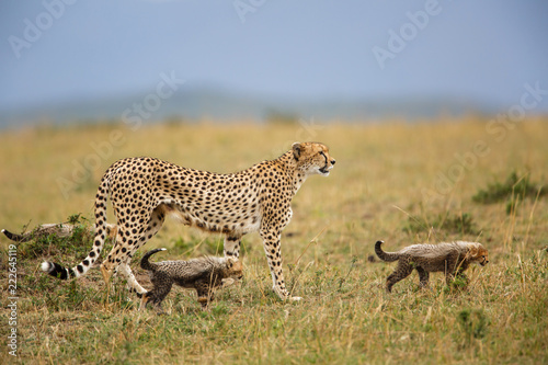 Cheetah with cubs walking in the Masai Mara National Park in Kenya