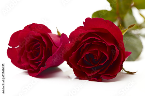 Two red rose on white background