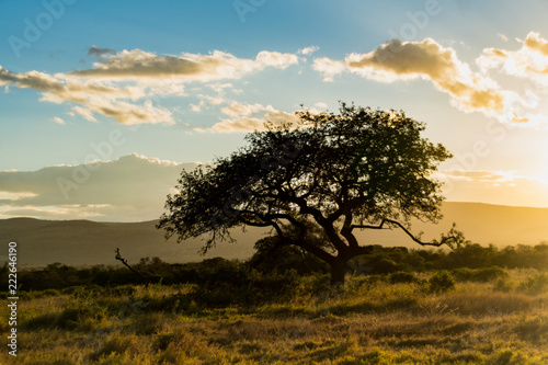 Obraz Krajobrazy Afryki Południowej podczas safari