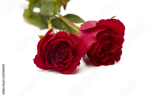 Fototapeta Naklejka Na Ścianę i Meble -  Two red rose on white background
