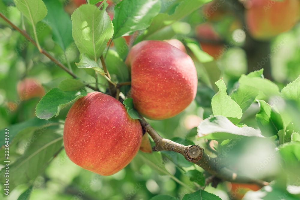 Apple fruits growing on an apple tree branch Apple fruits growing on an apple tree branch