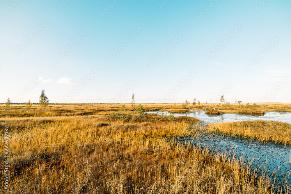 Swampy swampy water landscape. Arable panorama of the marsh land. A view of the swamp. Beautiful nature.