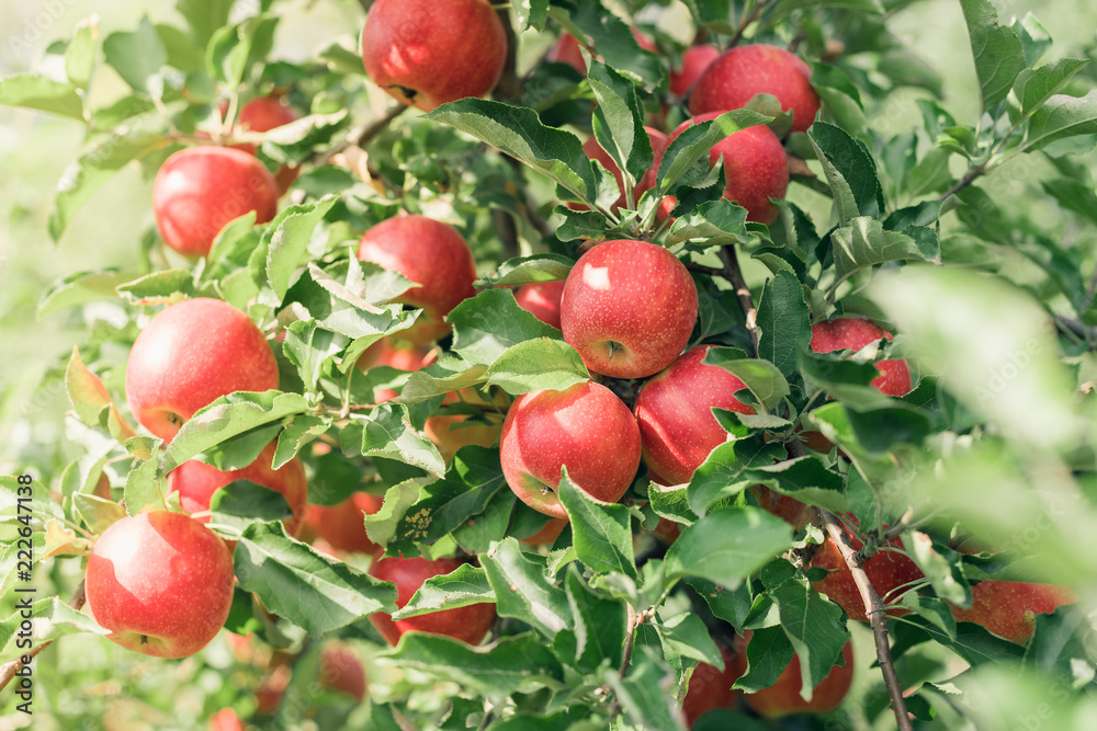 Apple fruits growing on an apple tree branch Apple fruits growing on an apple tree branch