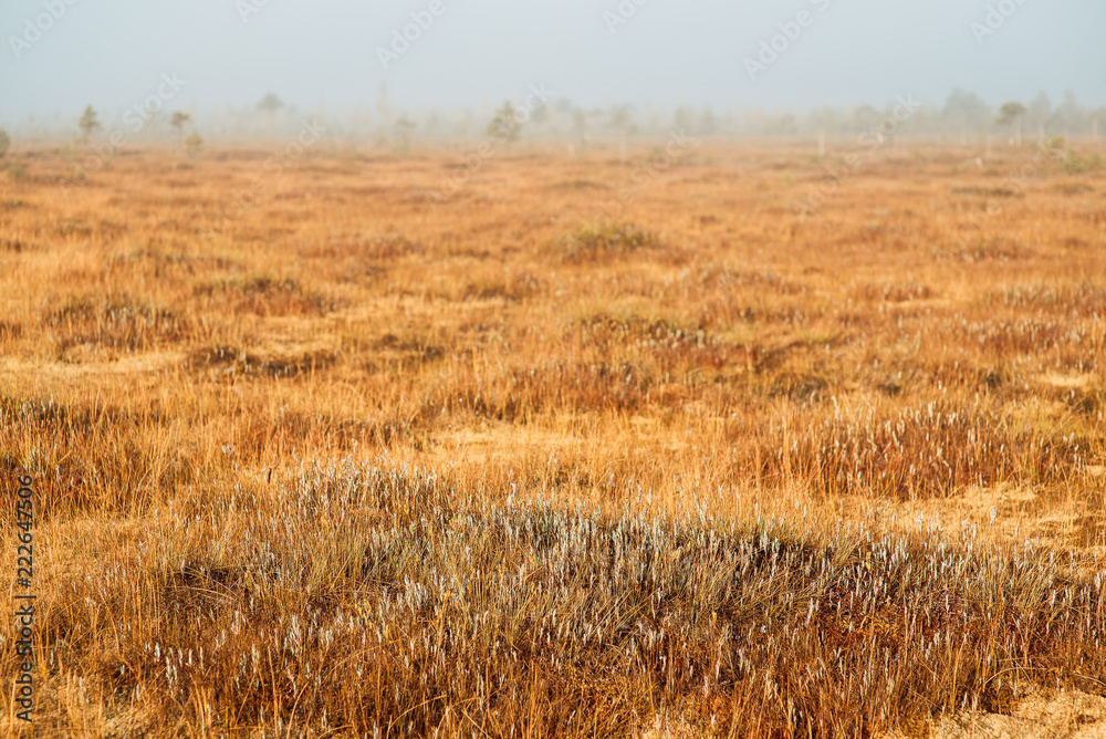 Obraz premium Swampy swampy water landscape. Arable panorama of the marsh land. A view of the swamp. Beautiful nature.
