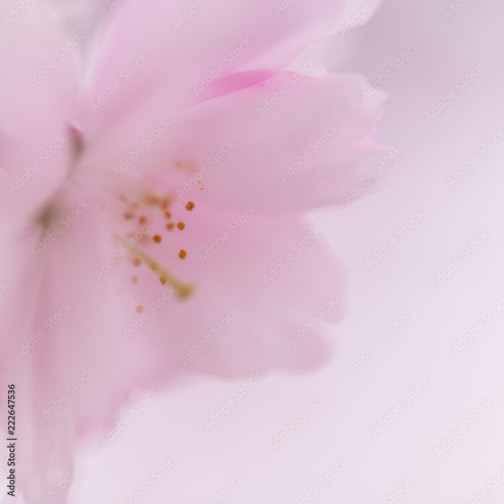 closeup of pink cherry flower