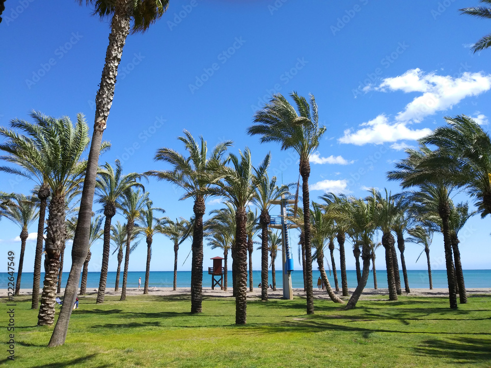 Las palmeras en la playa tropical.