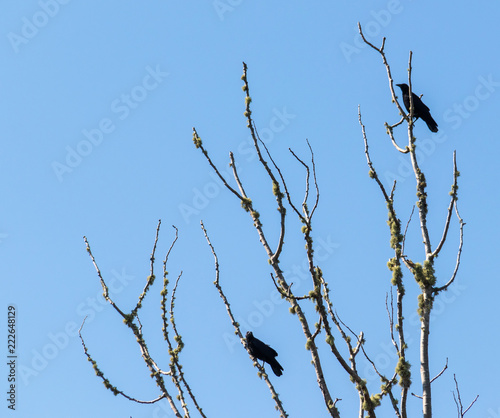 Crows on branch in blue sky  summer  no people  wide shot.