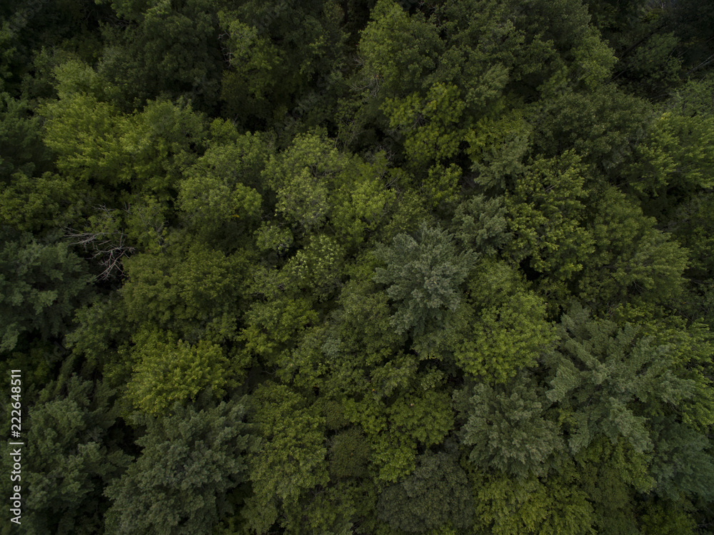 Drone Forest
