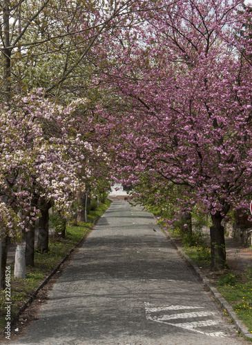 Cherry trees alley  © Filip