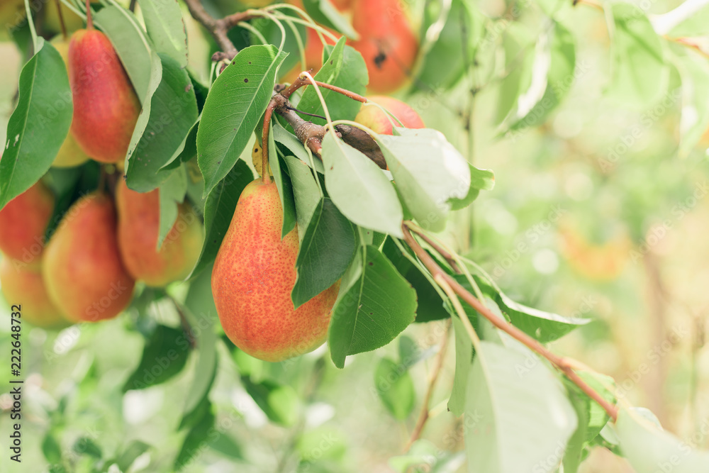 Obraz premium Pear fruits growing on an pear tree branch