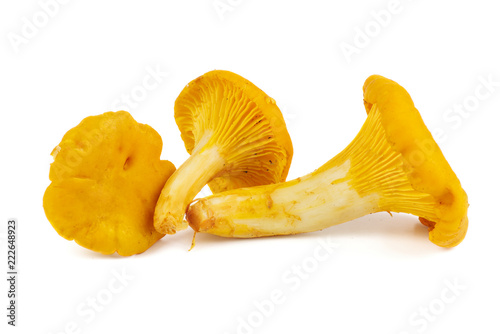 Fresh chanterelle mushrooms isolated on white background