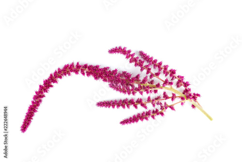 Amaranth plant isolated on white background photo