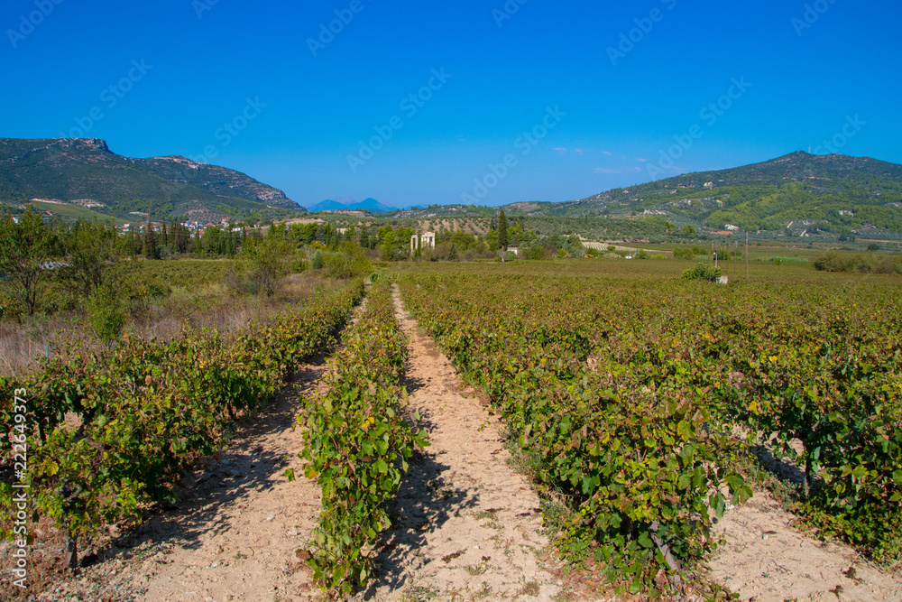 Vineyard landscape in Nemea, Peloponnese, Greece. Vineyard rows with juicy grapes ready to be harvested
