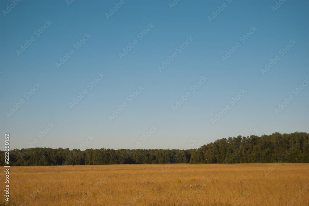 Landscape of the middle zone of Russia: a field of yellow, rye, forest in the distance and the blue sky.