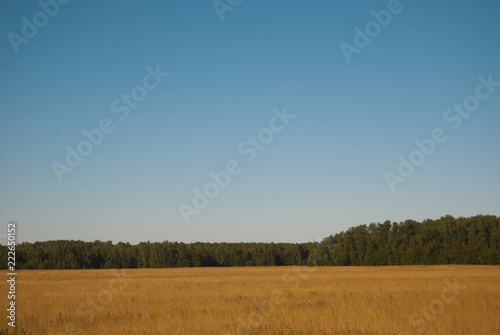 Landscape of the middle zone of Russia: a field of yellow, rye, forest in the distance and the blue sky.