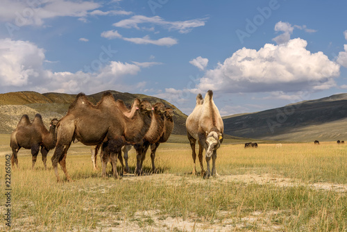 camels herd graze mountains smile